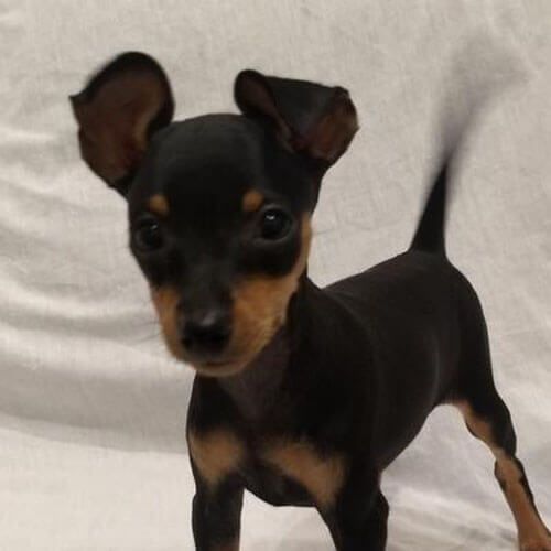 Miniature Pinscher Guide 