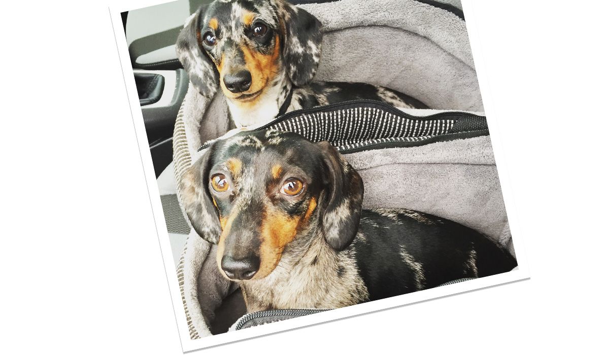 Millie and Nancy the Daschunds sit in matching beds in a car