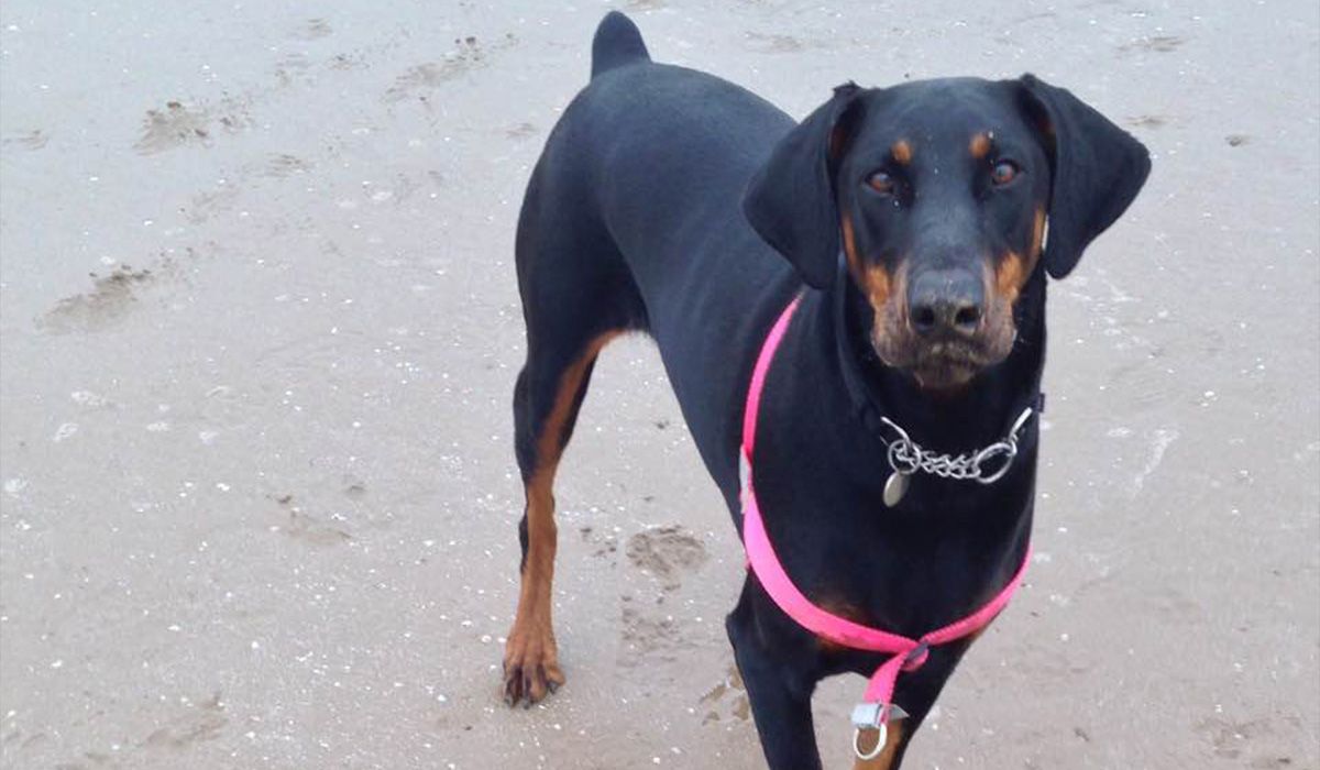 Roxy stands on a wet beach looking intently into the camera