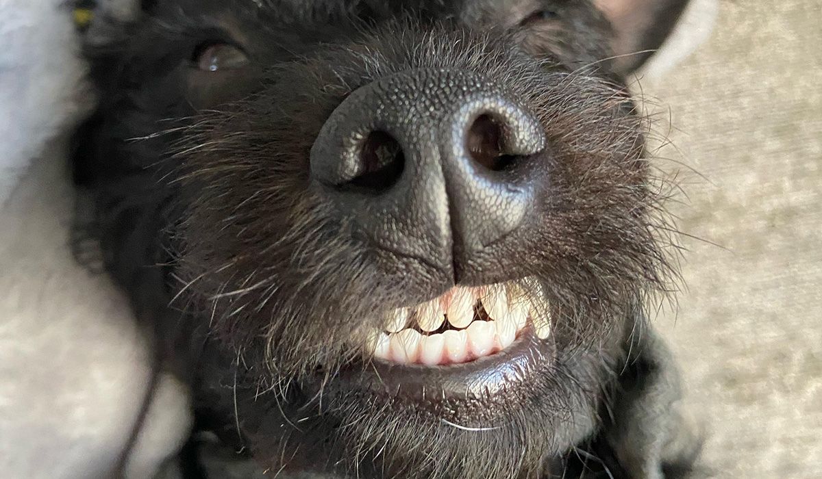 A black dog lies on their back with teeth showing