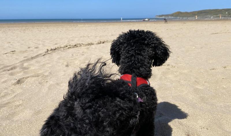 3 top tips to keep your dog safe at the beach