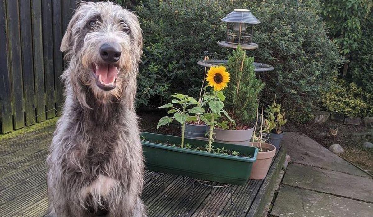 A tall, happy, grey, shaggy dog sitting on a deck, with a beautiful sunflower behind them