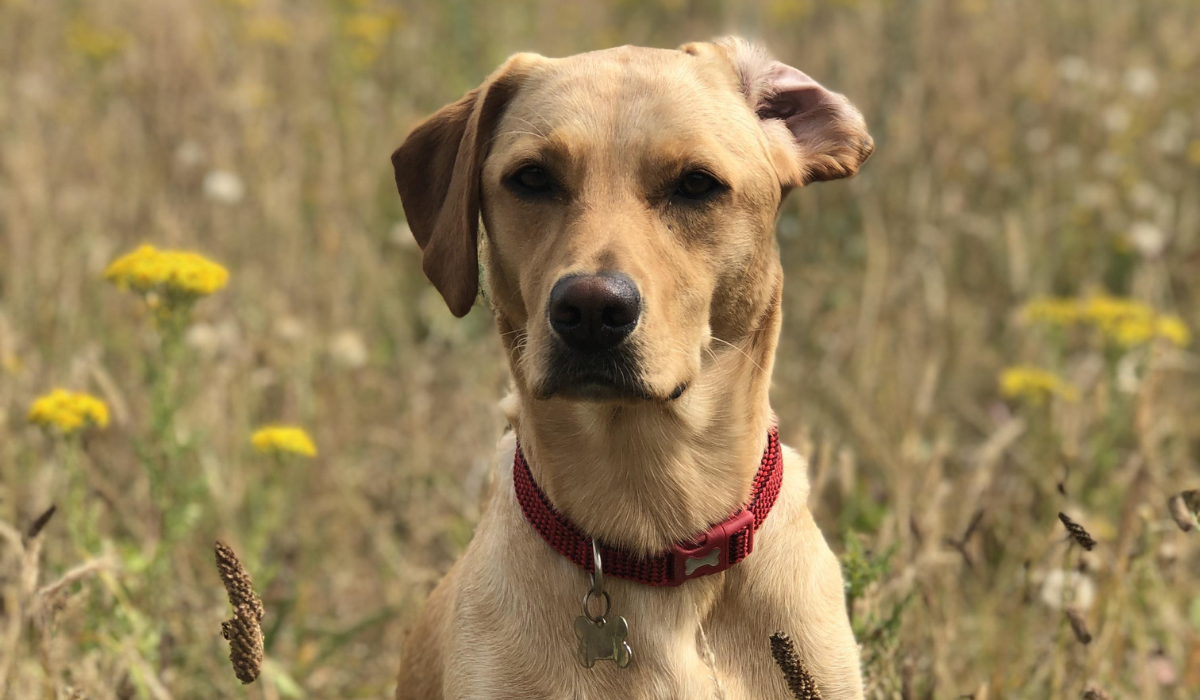 A yellow Labrador Retriever is sitting amongst the wildflowers with one ear folded back.