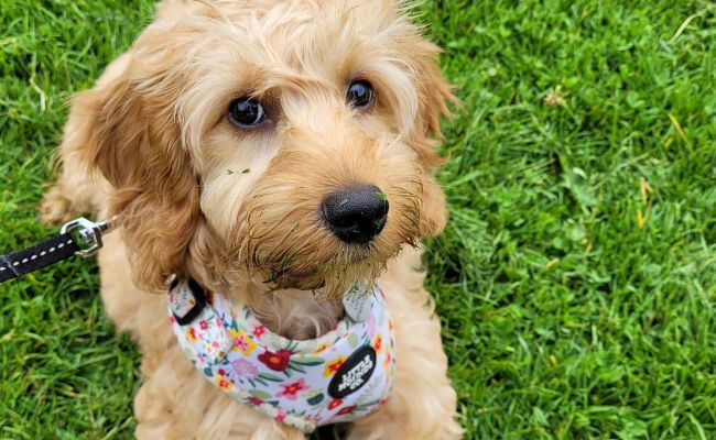 Doggy member Poppy, the Cockapoo wearing a pretty floral harness
