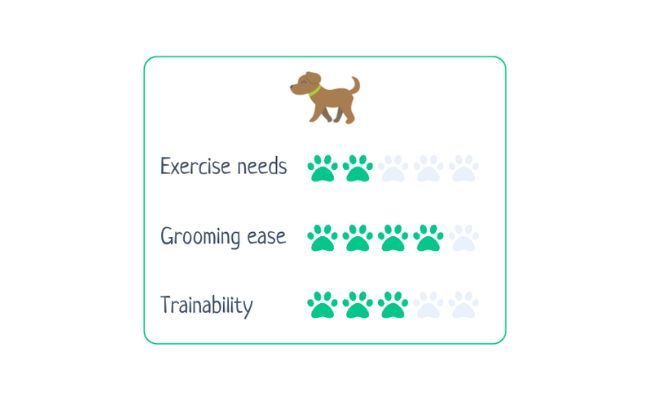 Italian Greyhound  Exercise Needs 2/5 Grooming Ease 4/5 Trainability 3/5