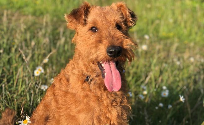 Bono, the Irish Terrier, is sitting in a daisy field as the sun sets on an evening walk