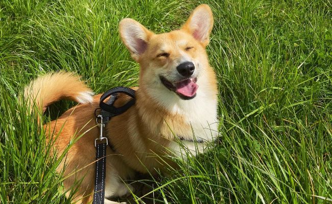 Doggy member Socrates, the Pembroke Welsh Corgi sitting happy in the long grass smiling with his eyes closed!