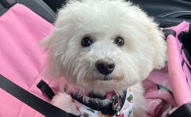 Polo, the Bichon Frise sitting in her pink car seat ready for a road trip
