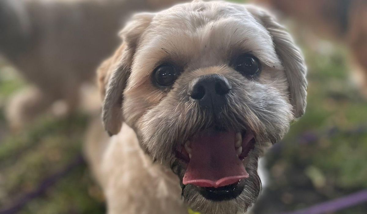 A close up of a very happy Lhasa Apso, with his mouth open and his tongue curled slightly at the end