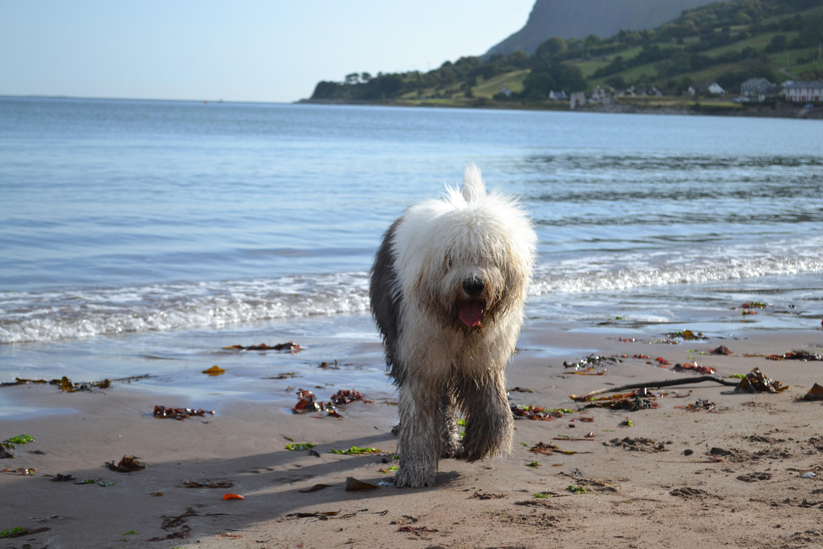 A large, fluffy, white and grey dog walks up the beach