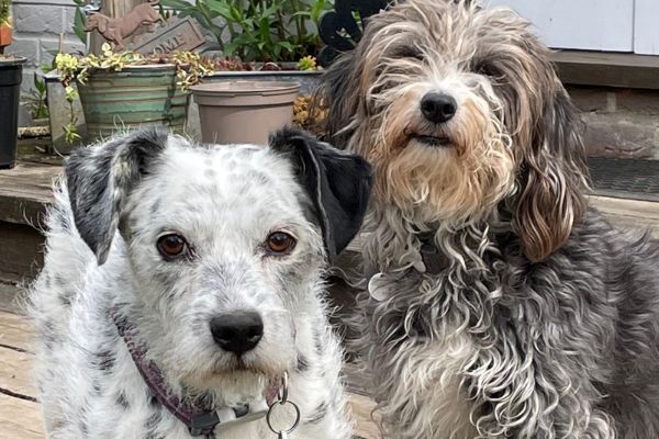 These are the top ten dog-friendly places to eat across Lancashire