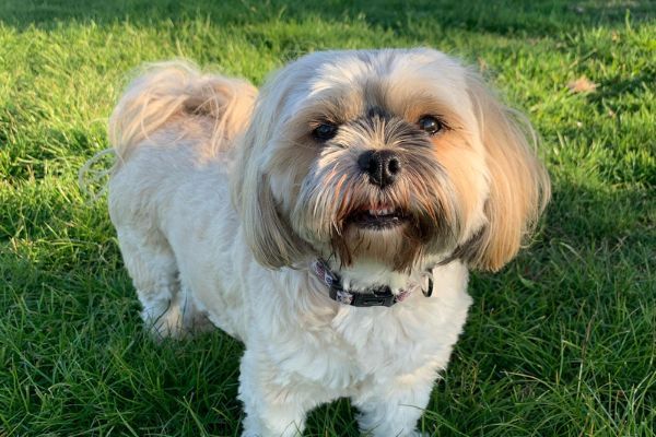 A cute Lhasa Apso enjoying the afternoon sun