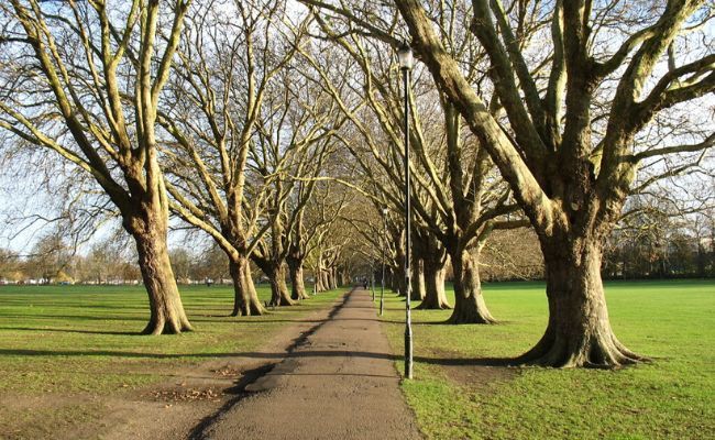 The bare trees at Jesus Green in Cambridge on a sunny winter's day