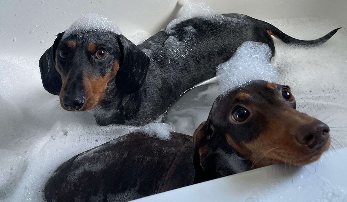 Two Daschunds in a bubble bath