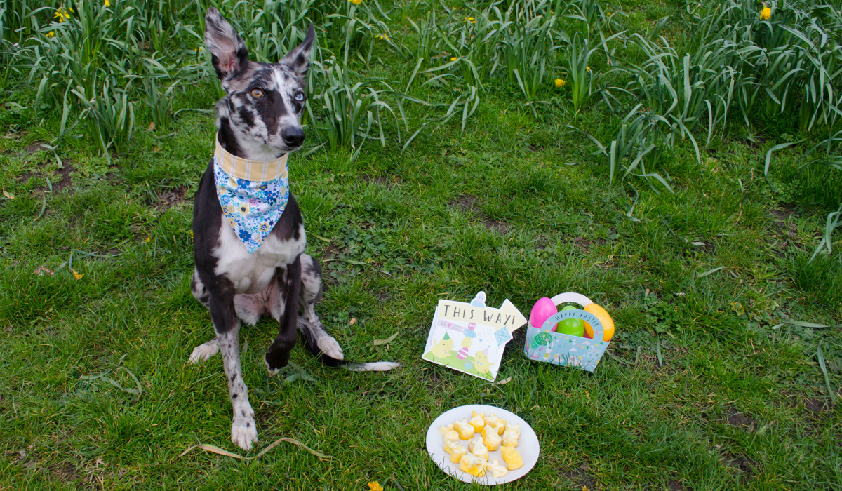 A speckled dog wearing an Easter bandana sits next to a plate and basket of Easter eggs.
