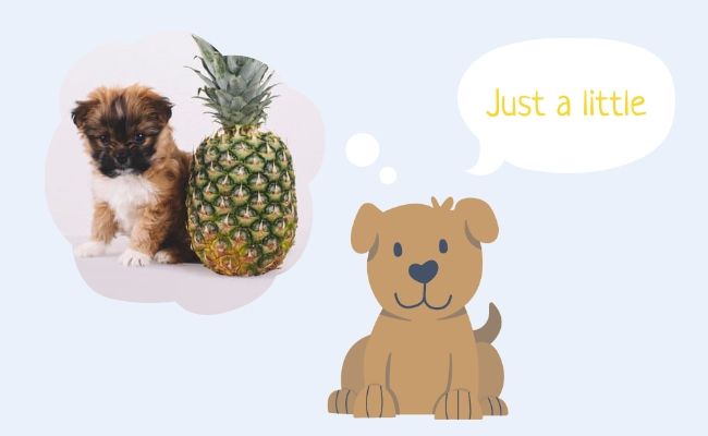 A dog daydreaming of enjoying a tasty chunk of pineapple