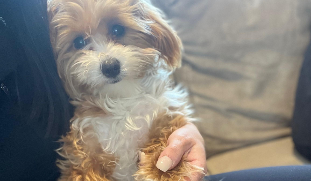 A small, golden and white Cavapoo cuddles into their human, sitting on their hind legs and holding their paw in their humans hand.