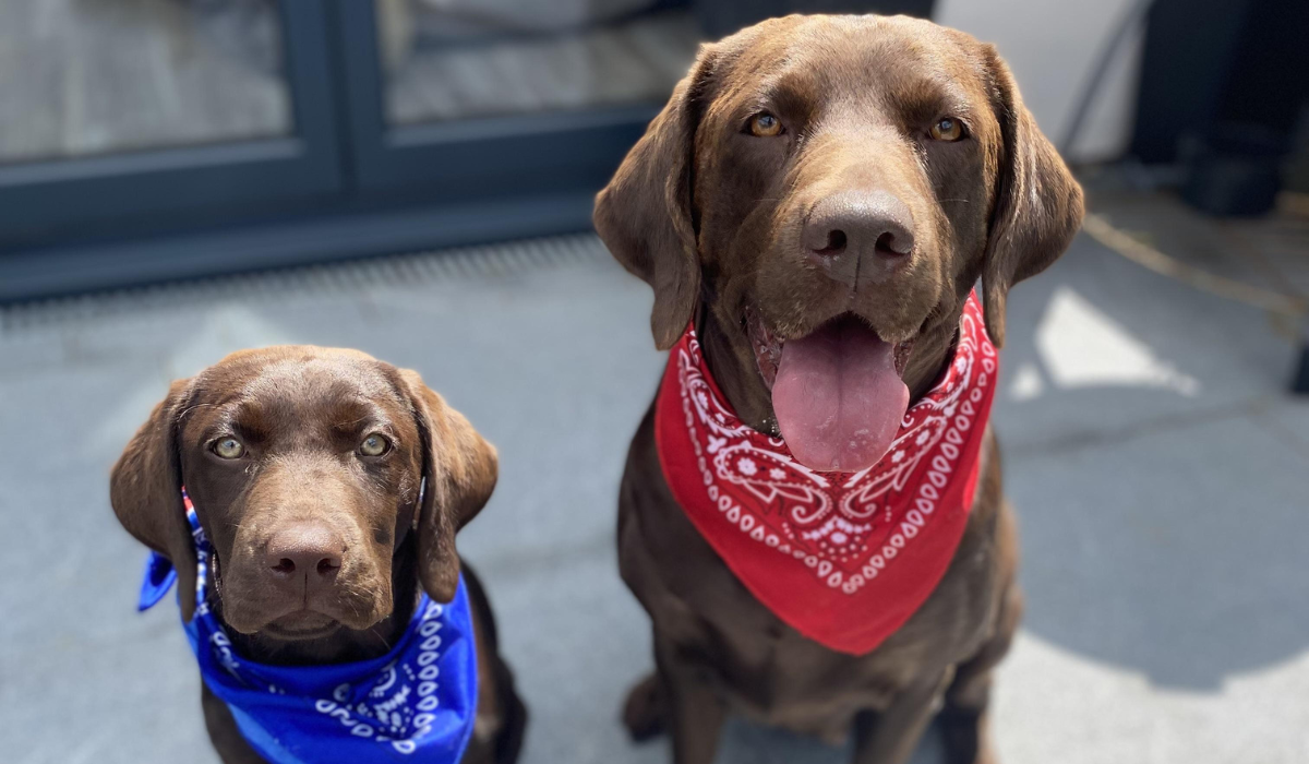 A dog and puppy sit together on the patio. Both short-haired, chocolate brown in colour with square heads and floppy ears, the dog is wearing a red bandana with paisley print and the adorable pup, a blue bandana. 