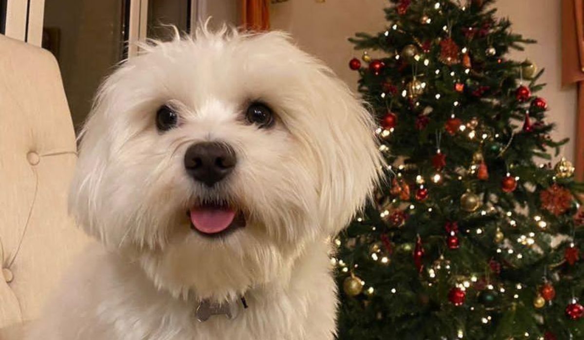 White fluffy pup looking naughty - or is it nice? - in front of a Christmas tree