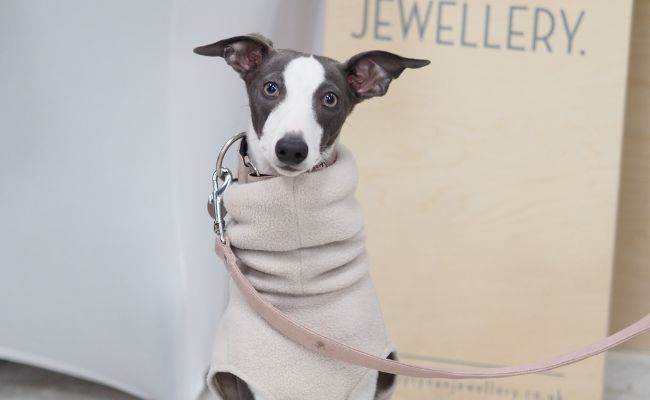 Doggy member Willow, the Whippet, wearing a fleece jacket enjoying a day of re-tail therapy!