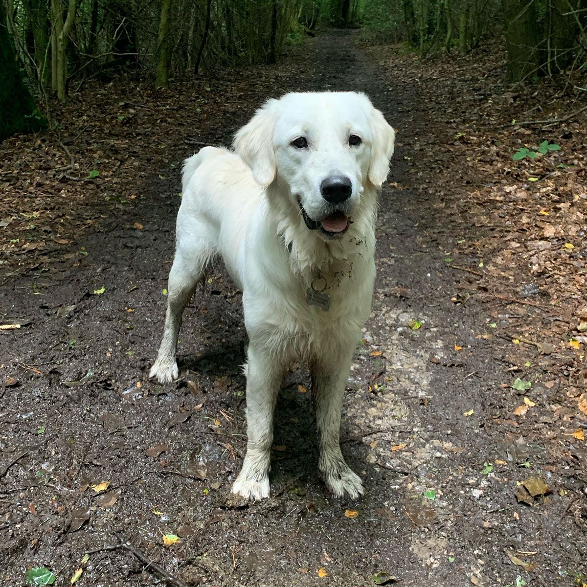 Golden Retriever out on a winter walk with muddy legs and body