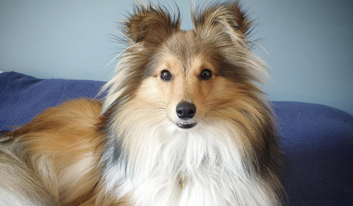 Sitting elegantly on a blue sofa is a long-haired, golden dog with black and white highlights, feathered around the neck, head and ears. The dog has long, narrow muzzle, fluffy, erect, triangular ears and dark, round eyes.