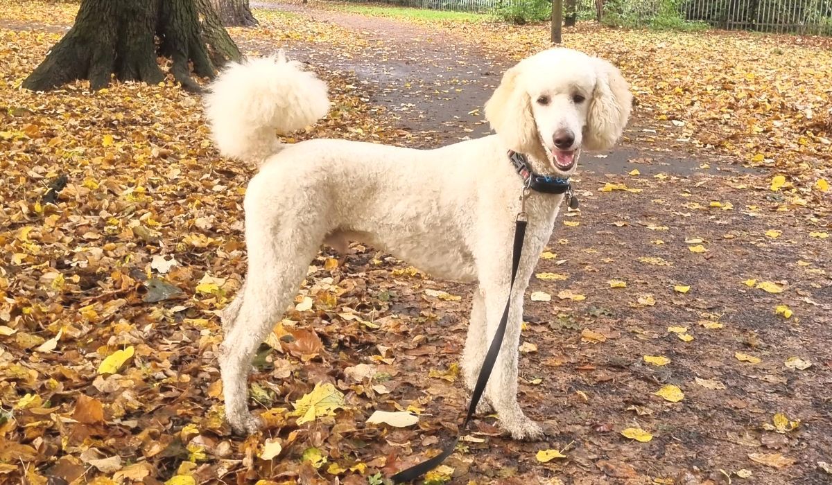 A lovely large poodle on an autumn walk