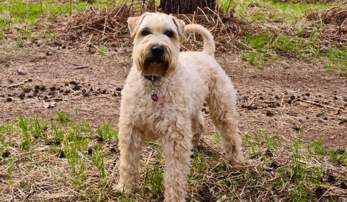 A shaggy, medium sized, pale beige dog, stands facing the camera, ready to play