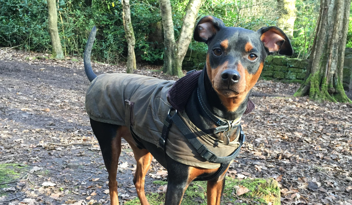 A small, muscular, black and tan, short-haired dog, wearing an olive green coat, stands on a woodland path, looking proud and alert.