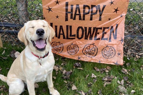 Lyla the Labrador Retriever sat smiling next to a Happy Halloween sign