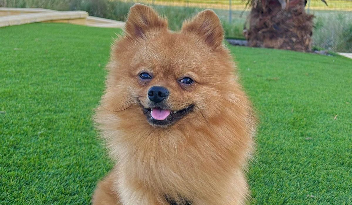 A small, fluffy, golden dog with fox-like features and a large bushy tail sits on a large hay bale, smiling in the sun.