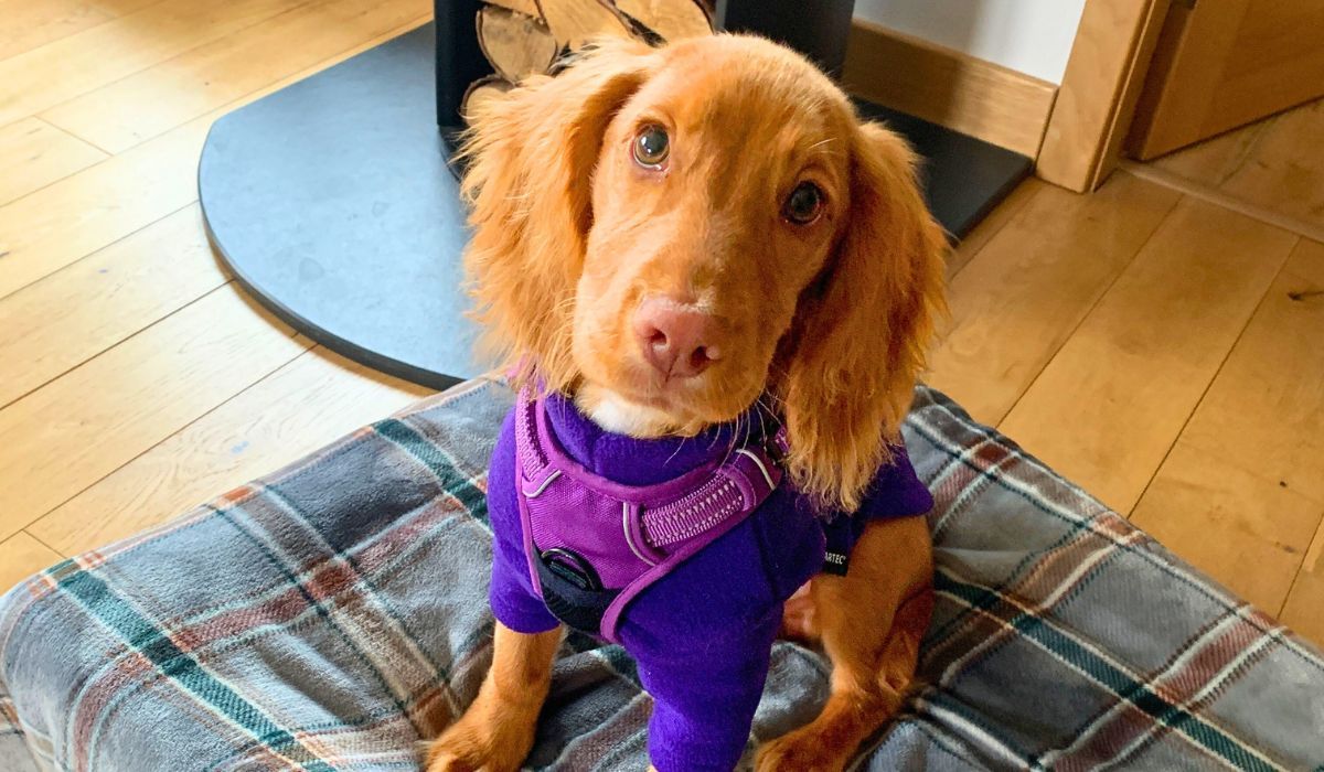 Doggy member Winston, the Cocker Spaniel, sitting on his bed at his sitters, dressed in his coat and harness ready for a walk!
