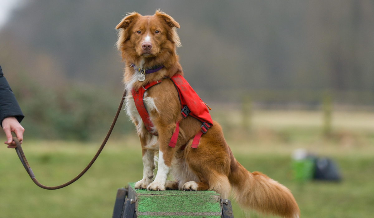 A medium sized dog, with a red golden and white coat, that feathers around the head and neck, small ears that flop over and a bushy tail, sits alert on an agility obstacle, wearing a bright red harness attached to a loose lead.