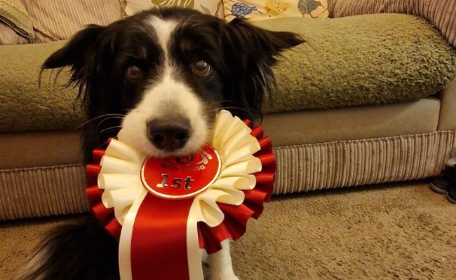 Zero, the Border Collie proudly holding a 1st rosette