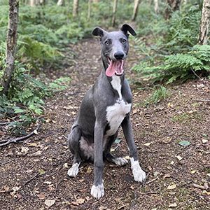 Grey and white Whippet sitting in a woodland, tongue out, staring at camera