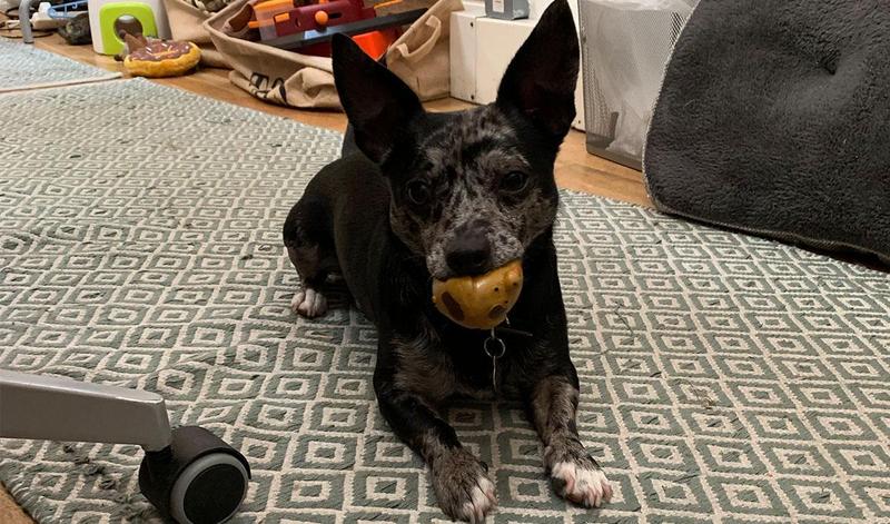 The day of #BorrowMyDoggyHQ dog, Melvin