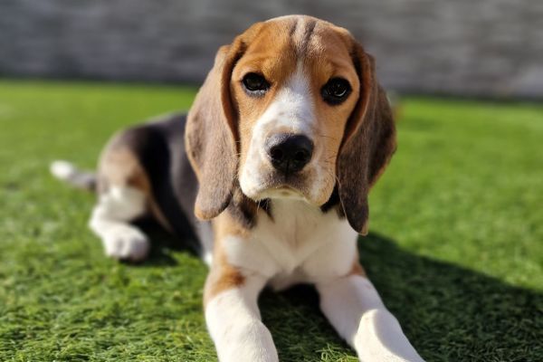 Coco, the Beagle