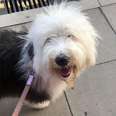 A fluffy Old English Sheepdog on lead looking up at camera, as if smiling