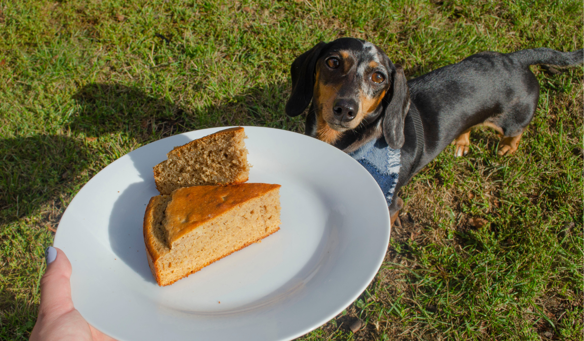 An adorable Dachshund has sniffed out the Doggy Cheesecake coming their way.