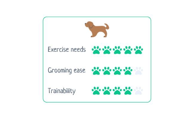 Pointer  Exercise Needs 5/5 Grooming Ease 4/5 Trainability 4/5