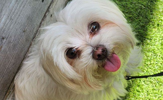 Doggy member Missy, the Maltese sitting in the shade on a sunny walkies