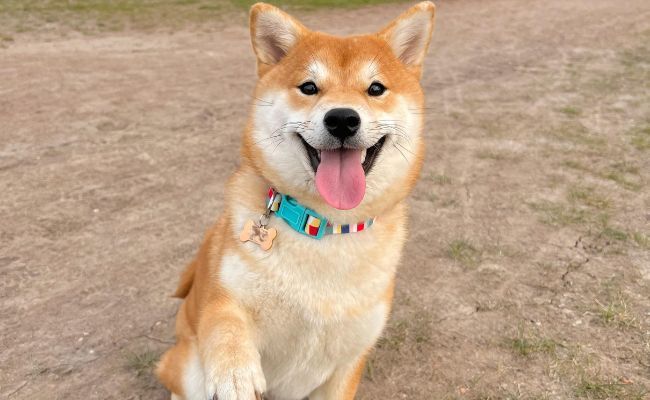 Doggy member Deng, the Japanese Shiba Inu, giving his paw and looking very happy!