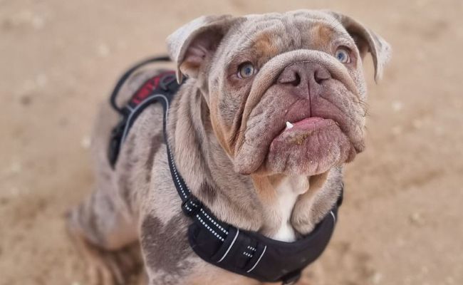 Doggy member Elvis, the Bulldog sitting on the beach wearing his black and red harness, showing one little white tooth as he smiles softly towards the camera