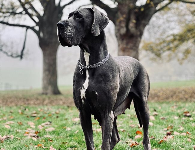 A tall, black, short haired dog with a large muzzle and floppy ears stands proudly in a park