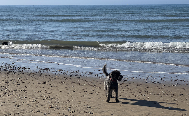 It's a sunny day and a fluffy, black dog is standing on a sandy beach in front of the shoreline with small waves rolling in.