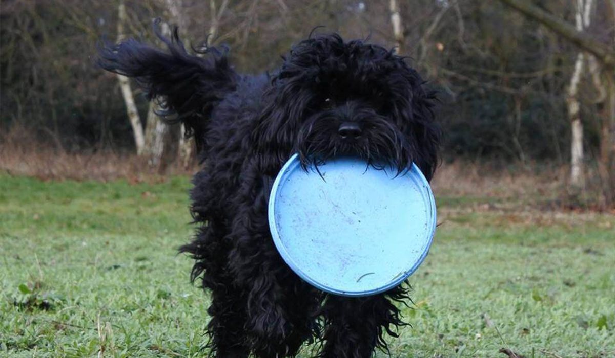 Elton, a black dog with curly fur, carries a large blue frisbee