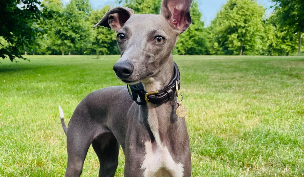 A small, slender, short-haired, grey dog with affectionate, hazel-green eyes stands alert in a grass park lined with healthy trees.