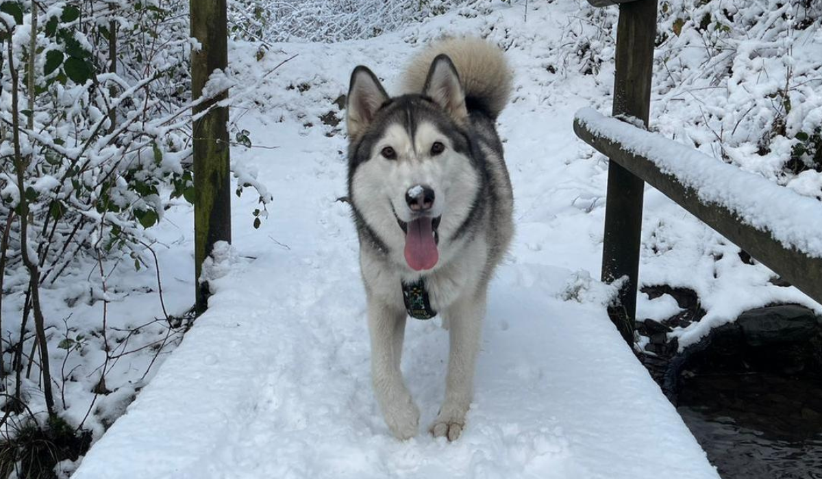A large, wolf-like dog with white and grey fur, short, triangular, alert ears and a big, bushy tail is walking along a wooden bridge, covered in a few inches of snow, leaving a pawprint trail behind.
