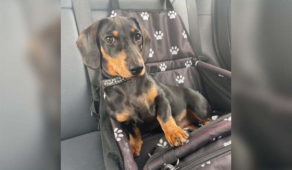 a dog in an appropriate car seat