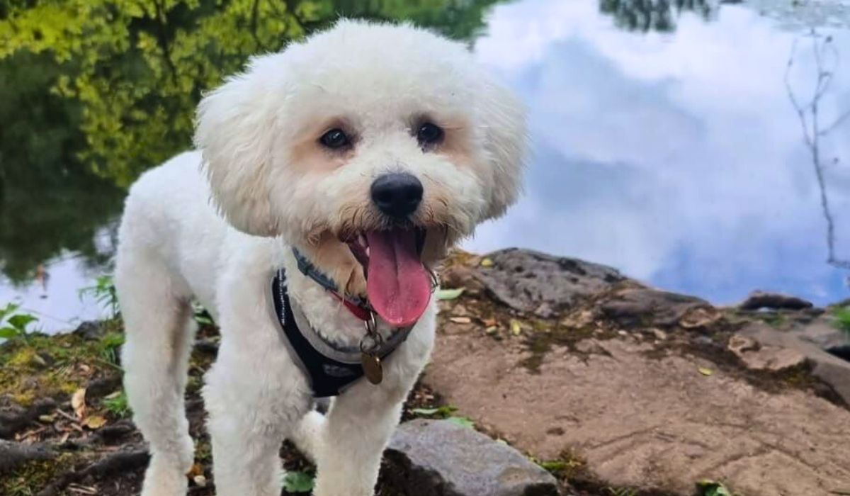 A small, fluffy, cloud-like, white dog stands panting in front of a lake